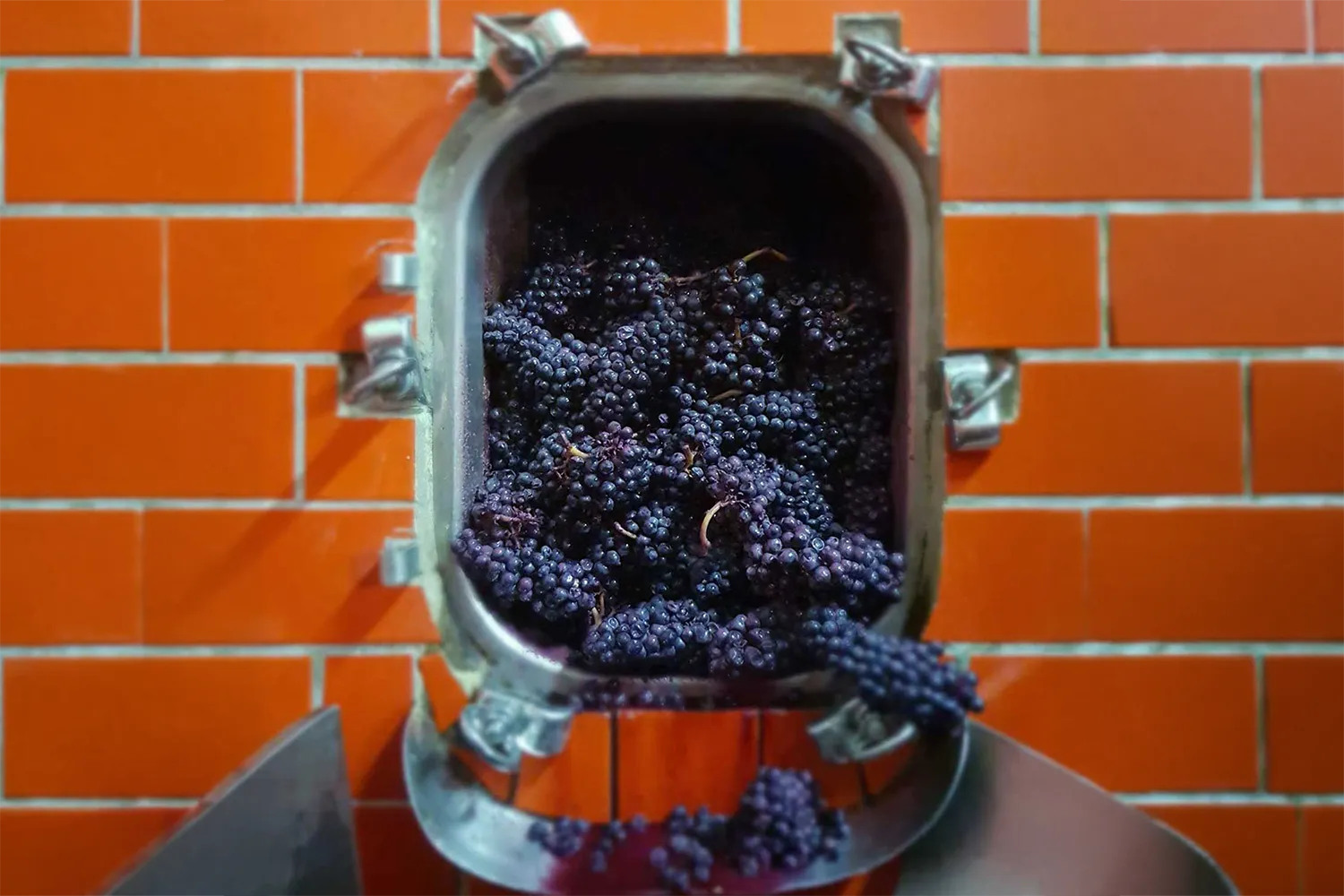 décuvage Pinot noir Méthodes traditionnelles