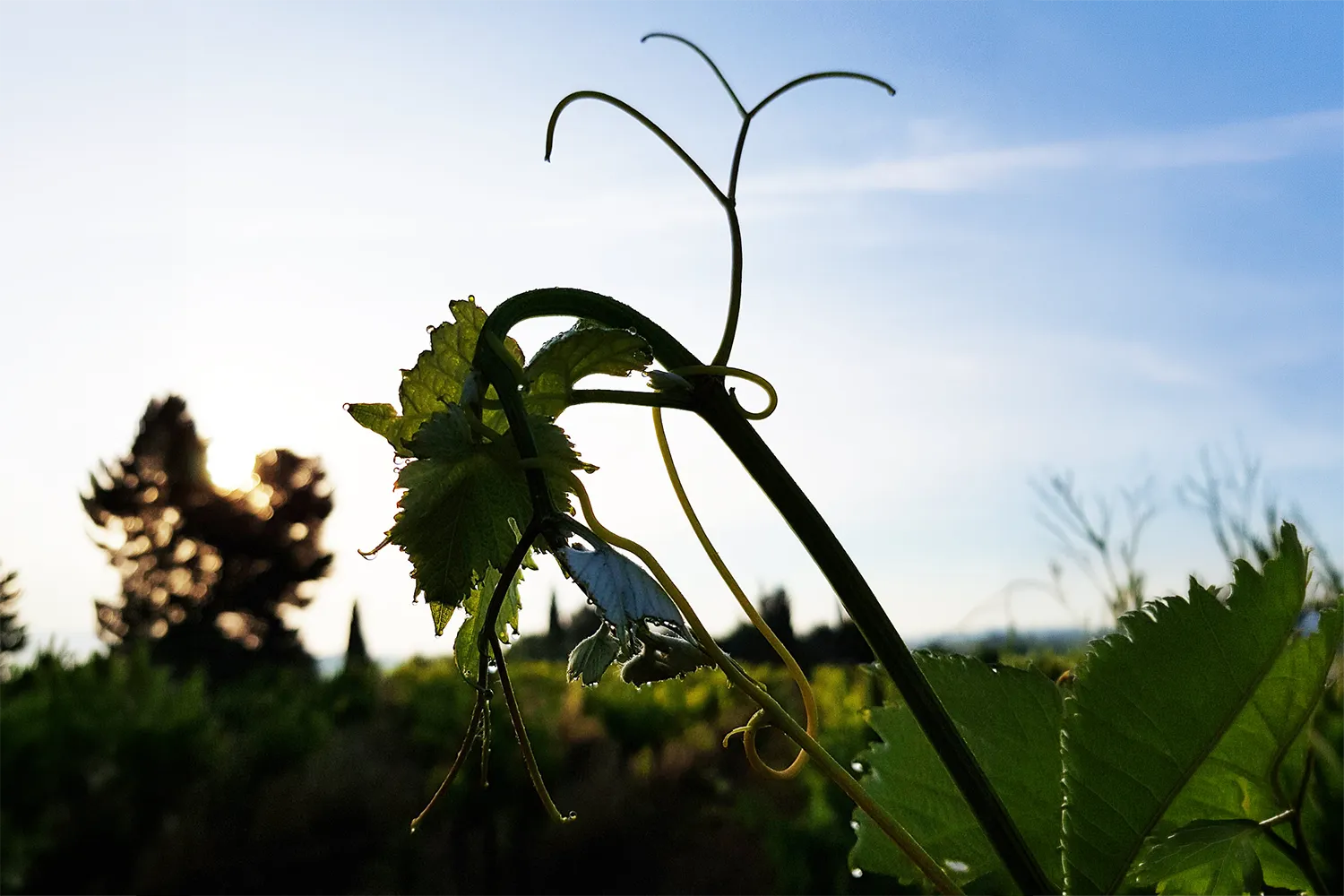 domaine viticole Occitanie