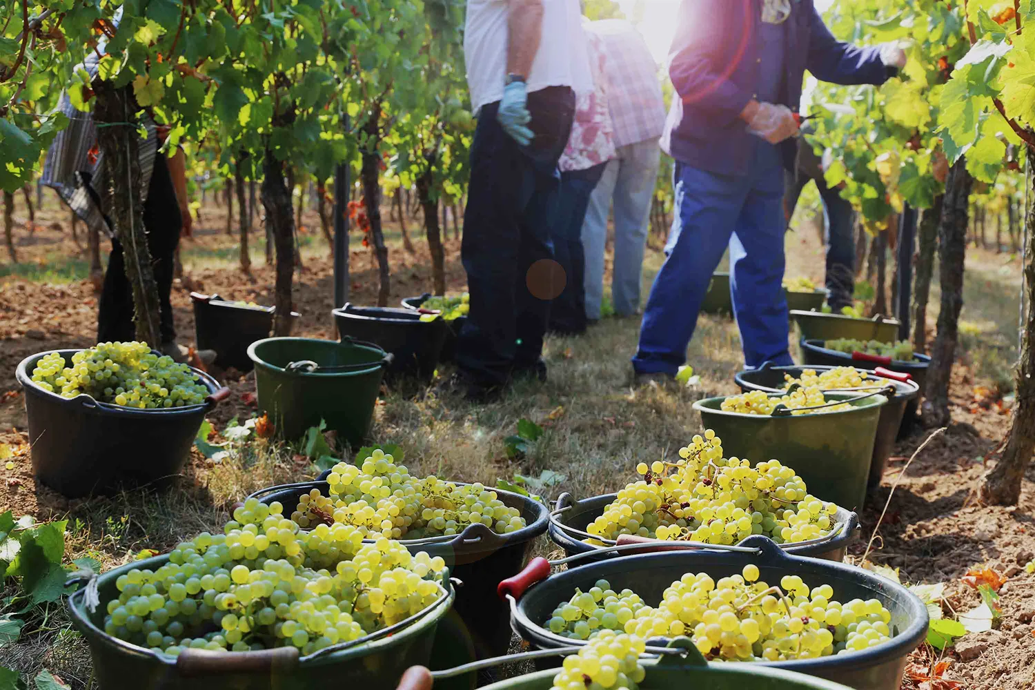 Equipe complète domaine viticole