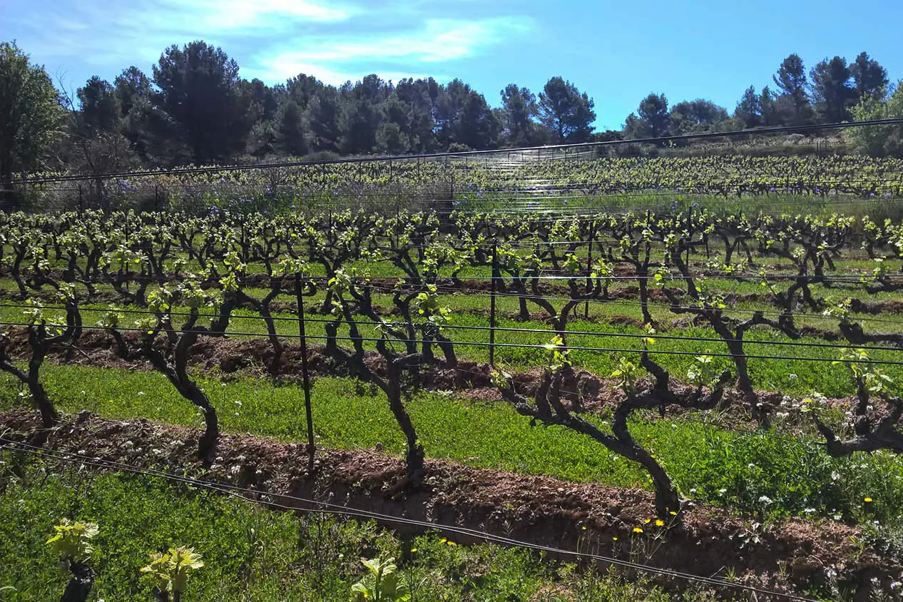 travail de la terre vigne de pinot noir