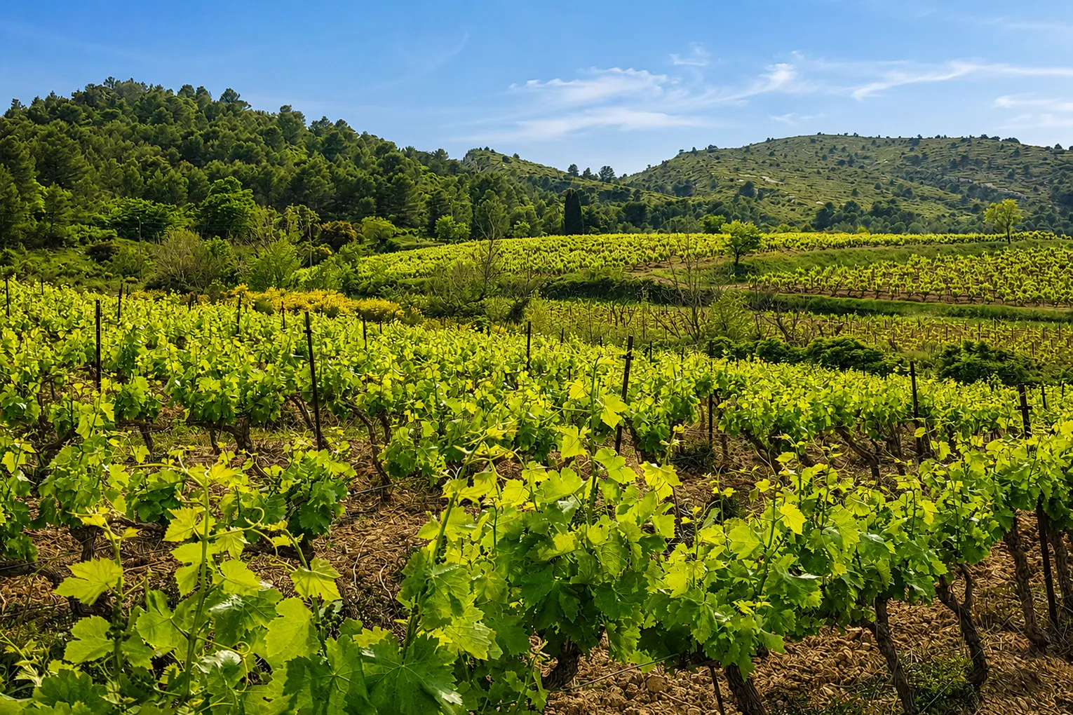 Vignes ensoleillées au pied de la montagne d'Alaric